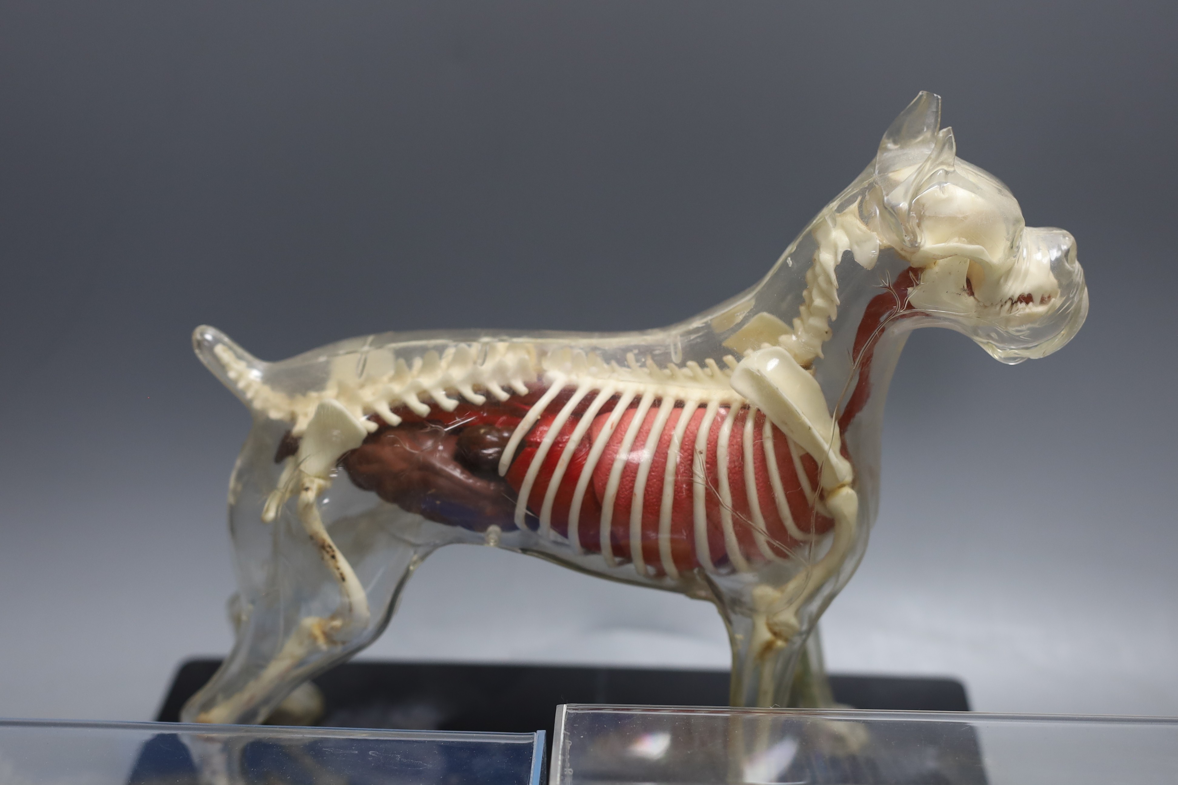 Animal anatomy - four skeleton specimens of a rat, fish, snake and frog in Perspex cases, the large is 30 cm long and a plastic model of a boxer dog skeleton and internal organs, 26.5 cm long